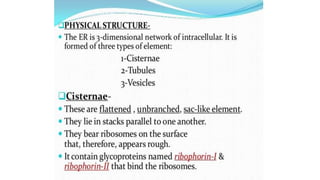 Endoplasmic reticulum