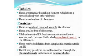 Endoplasmic reticulum