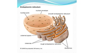 Endoplasmic reticulum