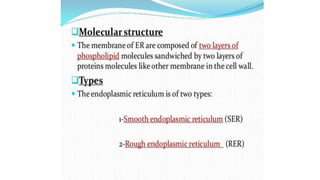 Endoplasmic reticulum