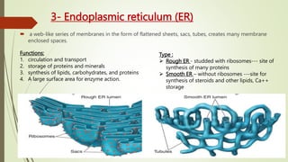 3- Endoplasmic reticulum (ER)
 a web-like series of membranes in the form of flattened sheets, sacs, tubes, creates many membrane
enclosed spaces.
Functions:
1. circulation and transport
2. storage of proteins and minerals
3. synthesis of lipids, carbohydrates, and proteins
4. A large surface area for enzyme action.
Type :
 Rough ER - studded with ribosomes--- site of
synthesis of many proteins
 Smooth ER – without ribosomes ---site for
synthesis of steroids and other lipids, Ca++
storage
 