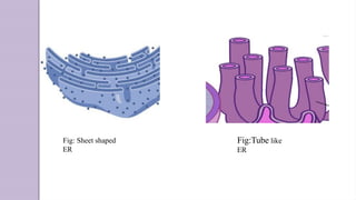 Endoplasmic reticulum of human beings.ppt