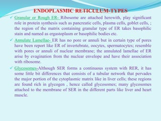 Stained Endoplasmic Reticulum ENDOPLASMIC RETICULUM- STRUCTURE, TYPES, FUNCTION AND ABNORMALITIES | PDF