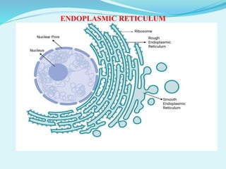 ENDOPLASMIC RETICULUM- STRUCTURE, TYPES, FUNCTION AND ABNORMALITIES | PDF