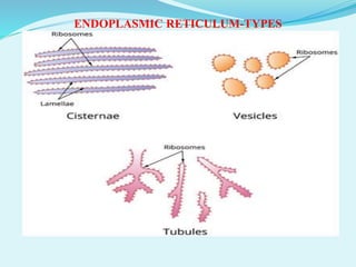 ENDOPLASMIC RETICULUM- STRUCTURE, TYPES, FUNCTION AND ABNORMALITIES | PDF
