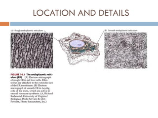 Endoplasmic reticulum[1] | PDF