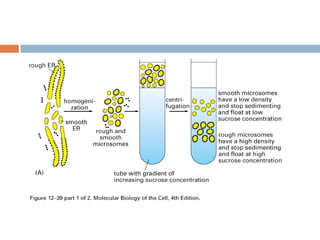 Endoplasmic reticulum[1] | PDF
