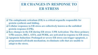 ER CHANGES IN RESPONSE TO
ER STRESS
 The endoplasmic reticulum (ER) is a critical organelle responsible for
protein synthesis and folding.
 Cellular responses to ER stress are collectively known as the unfolded
protein response (UPR).
 Key changes in the ER during ER stress: UPR Activation: The three primary
UPR sensors, IRE1, ATF6, and PERK, are activated in response to ER stress.
 Apoptosis Induction: Prolonged or severe ER stress can trigger apoptosis, a
programmed cell death mechanism, to eliminate cells that are unable to
adapt to the stress.
 
