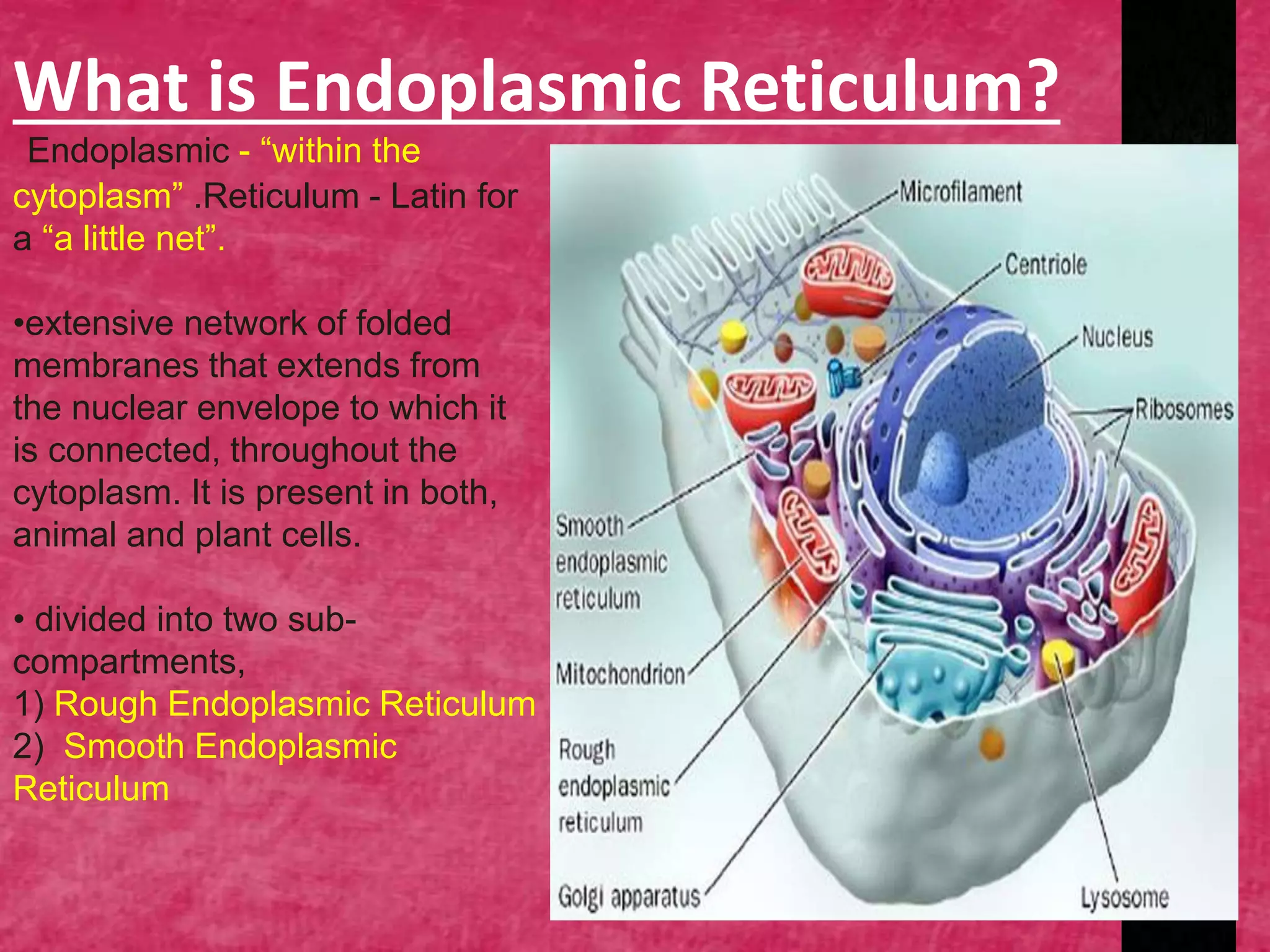 Endoplasmic reticulum | PPTX