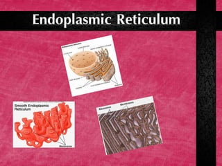 Endoplasmic Reticulum
 