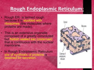 Rough Endoplasmic Reticulum:
• Rough ER- is termed rough
because it is studded with
ribosomes (the molecules where
proteins are made).
• This is an extensive organelle
composed of a greatly convoluted
but flattish sealed sac (cisternae)
that is continuous with the nuclear
membrane.
• In Rough Endoplasmic Reticulum
site of synthesis of proteins is
destined for secretion.
 