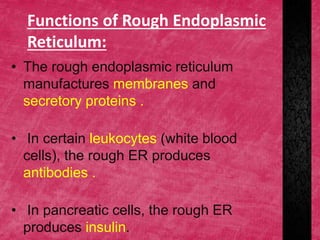Functions of Rough Endoplasmic
Reticulum:
• The rough endoplasmic reticulum
manufactures membranes and
secretory proteins .
• In certain leukocytes (white blood
cells), the rough ER produces
antibodies .
• In pancreatic cells, the rough ER
produces insulin.
 