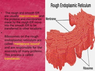 • The rough and smooth ER
are usually interconnected and
the proteins and membranes
made by the rough ER move
into the smooth ER to be
transferred to other locations.
•
Ribosomes on the rough
endoplasmic reticulum are
called ‘membrane bound’
and are responsible for the
assembly of many proteins.
This process is called
translation.
 