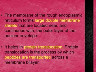 • The membrane of the rough endoplasmic
reticulum forms large double membrane
sheets that are located near, and
continuous with, the outer layer of the
nuclear envelope.
• It helps in protein translocation, Protein
translocation is the process by which
peptides are transported across a
membrane bilayer.
 