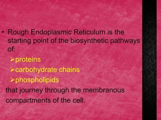 • Rough Endoplasmic Reticulum is the
starting point of the biosynthetic pathways
of:
proteins
carbohydrate chains
phospholipids
that journey through the membranous
compartments of the cell.
 