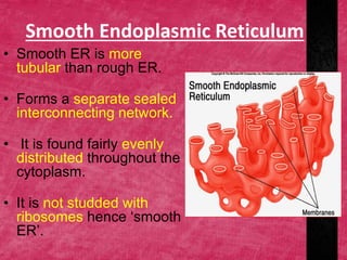 Smooth Endoplasmic Reticulum
• Smooth ER is more
tubular than rough ER.
• Forms a separate sealed
interconnecting network.
• It is found fairly evenly
distributed throughout the
cytoplasm.
• It is not studded with
ribosomes hence ‘smooth
ER’.
 