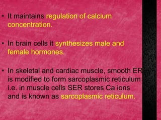 • It maintains regulation of calcium
concentration.
• In brain cells it synthesizes male and
female hormones.
• In skeletal and cardiac muscle, smooth ER
is modified to form sarcoplasmic reticulum
i.e. in muscle cells SER stores Ca ions
and is known as sarcoplasmic reticulum.
 