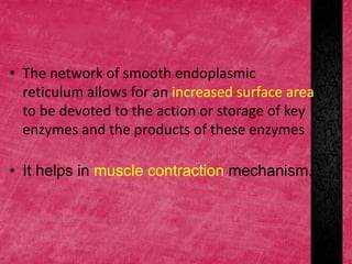 • The network of smooth endoplasmic
reticulum allows for an increased surface area
to be devoted to the action or storage of key
enzymes and the products of these enzymes
• It helps in muscle contraction mechanism.
 