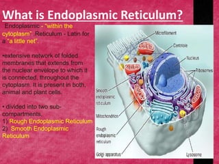 Endoplasmic Reticulum Of A Cell