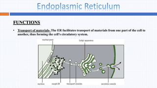 Endoplasmic Reticulum and Golgi Apparatus.pptx