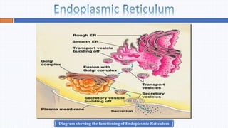 Endoplasmic Reticulum and Golgi Apparatus.pptx