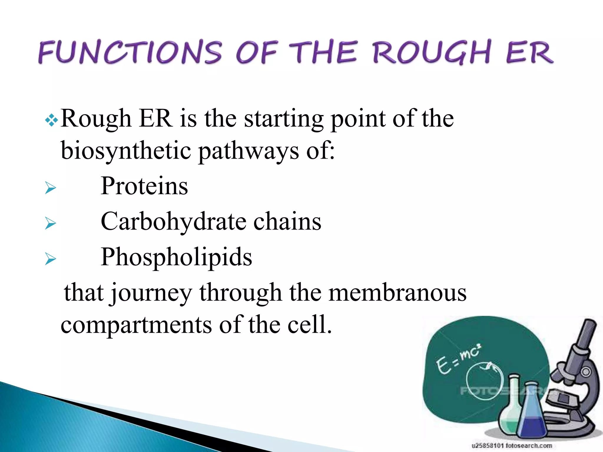 Rough ER is the starting point of the 
biosynthetic pathways of: 
 Proteins 
 Carbohydrate chains 
 Phospholipids 
that journey through the membranous 
compartments of the cell. 
 