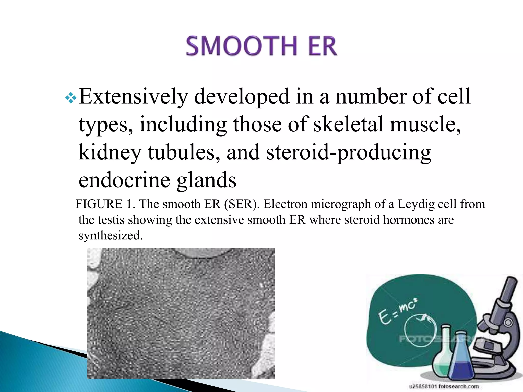 Extensively developed in a number of cell 
types, including those of skeletal muscle, 
kidney tubules, and steroid-producing 
endocrine glands 
FIGURE 1. The smooth ER (SER). Electron micrograph of a Leydig cell from 
the testis showing the extensive smooth ER where steroid hormones are 
synthesized. 
 