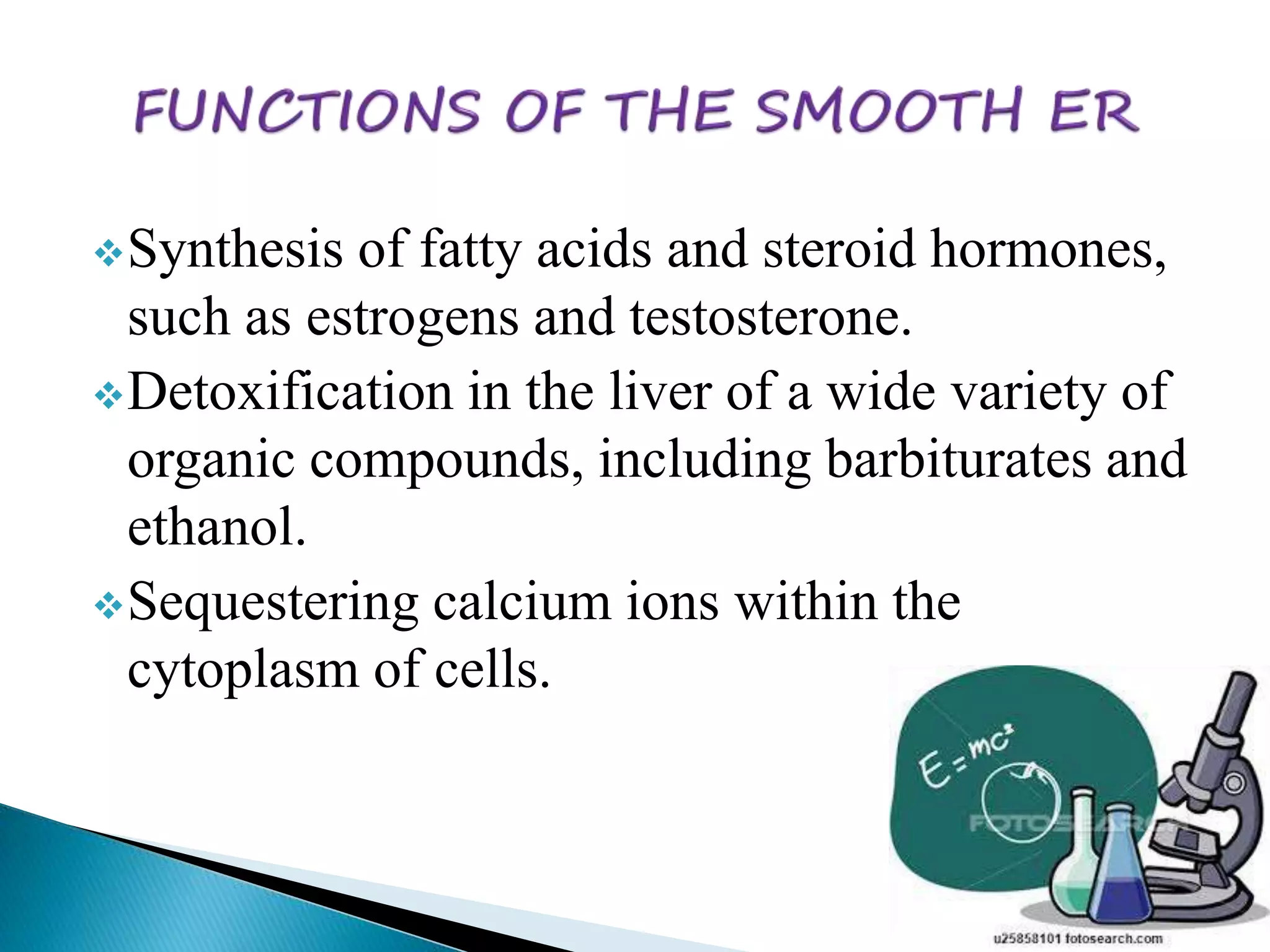Synthesis of fatty acids and steroid hormones, 
such as estrogens and testosterone. 
Detoxification in the liver of a wide variety of 
organic compounds, including barbiturates and 
ethanol. 
Sequestering calcium ions within the 
cytoplasm of cells. 
 