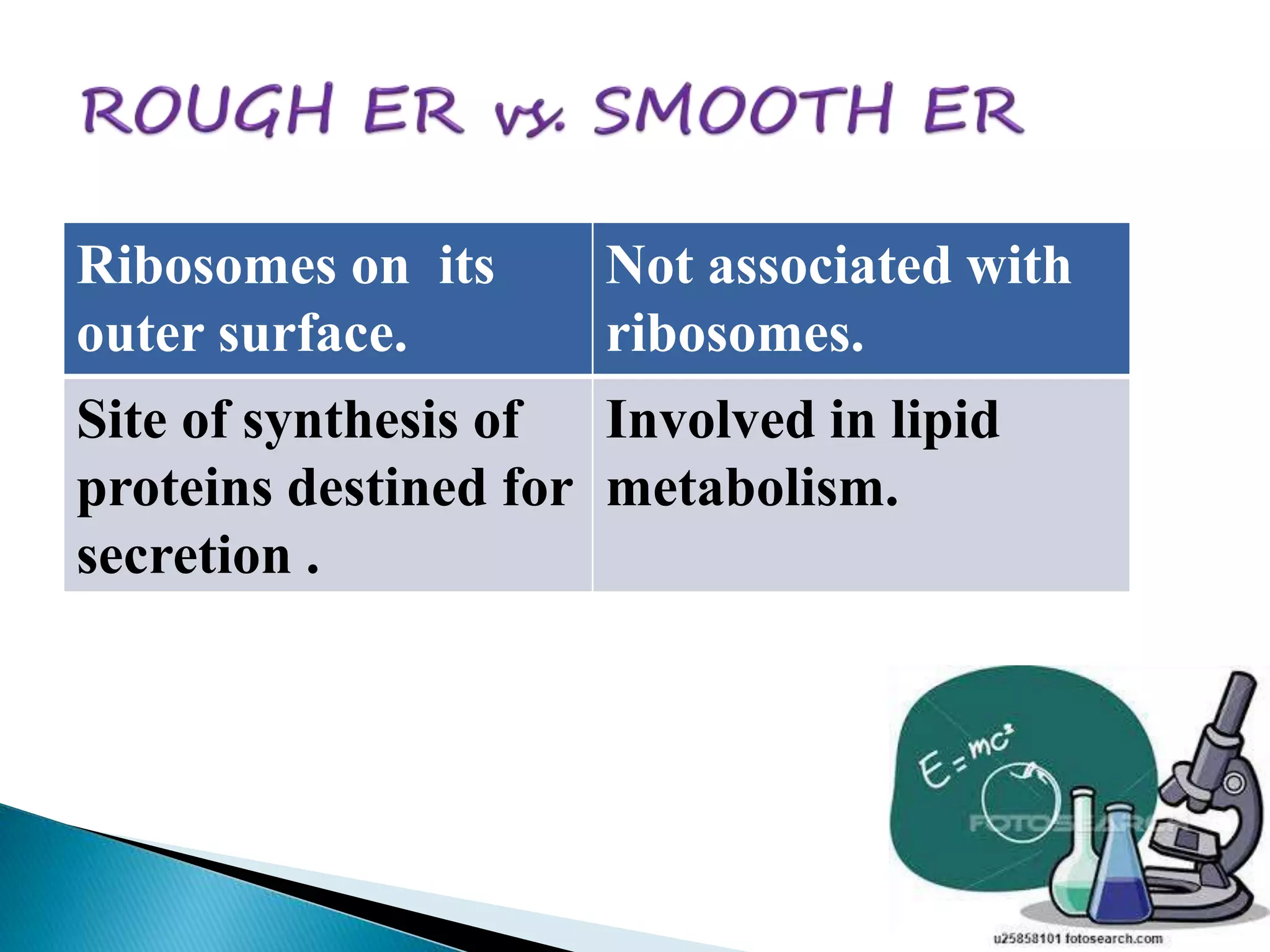 Ribosomes on its 
outer surface. 
Not associated with 
ribosomes. 
Site of synthesis of 
proteins destined for 
secretion . 
Involved in lipid 
metabolism. 
 