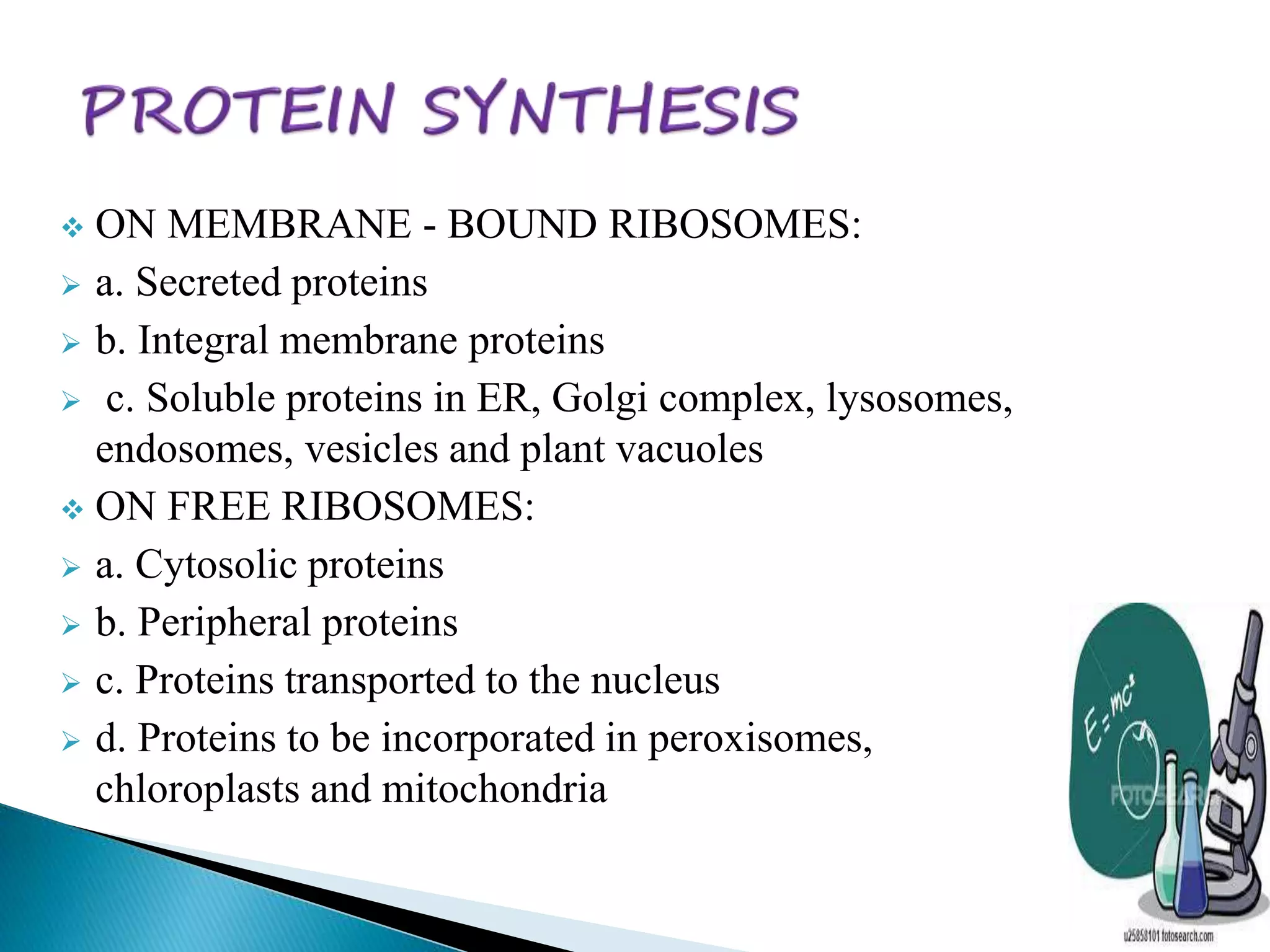  ON MEMBRANE - BOUND RIBOSOMES: 
 a. Secreted proteins 
 b. Integral membrane proteins 
 c. Soluble proteins in ER, Golgi complex, lysosomes, 
endosomes, vesicles and plant vacuoles 
 ON FREE RIBOSOMES: 
 a. Cytosolic proteins 
 b. Peripheral proteins 
 c. Proteins transported to the nucleus 
 d. Proteins to be incorporated in peroxisomes, 
chloroplasts and mitochondria 
 