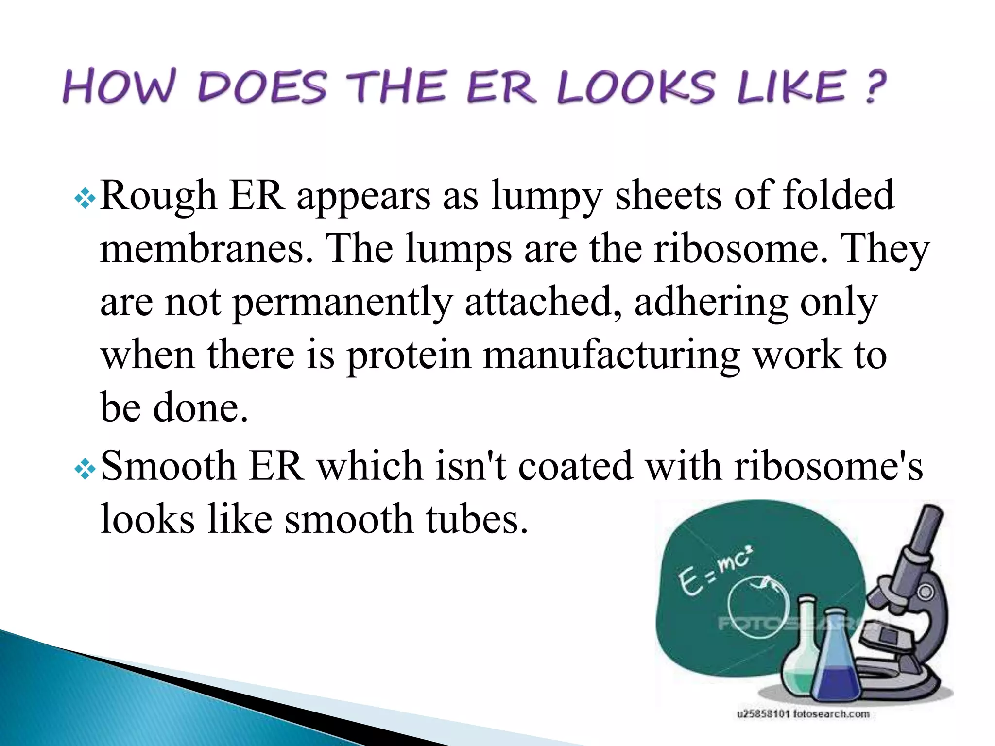 Rough ER appears as lumpy sheets of folded 
membranes. The lumps are the ribosome. They 
are not permanently attached, adhering only 
when there is protein manufacturing work to 
be done. 
Smooth ER which isn't coated with ribosome's 
looks like smooth tubes. 
 