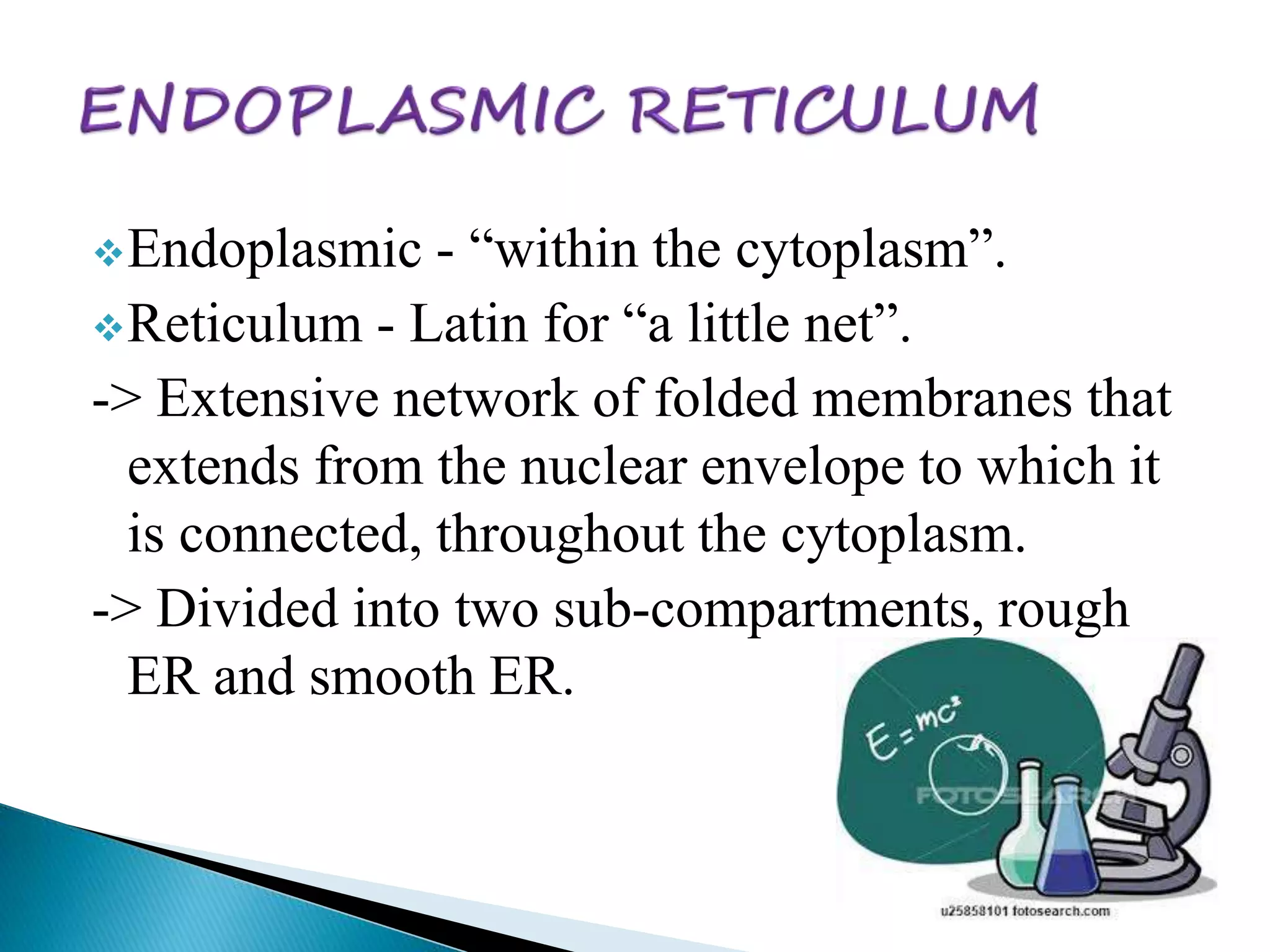 Endoplasmic - “within the cytoplasm”. 
Reticulum - Latin for “a little net”. 
-> Extensive network of folded membranes that 
extends from the nuclear envelope to which it 
is connected, throughout the cytoplasm. 
-> Divided into two sub-compartments, rough 
ER and smooth ER. 
 