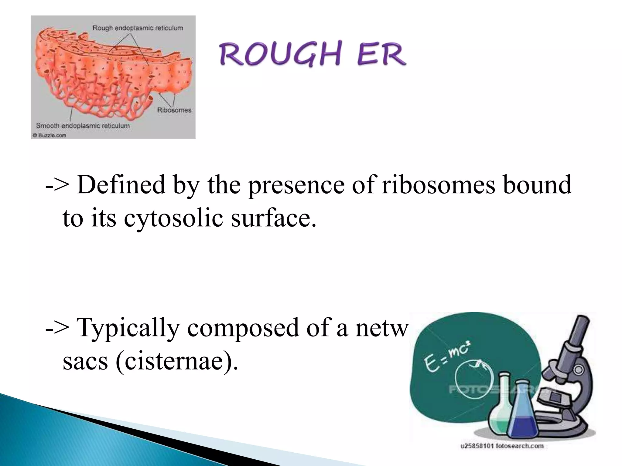 -> Defined by the presence of ribosomes bound 
to its cytosolic surface. 
-> Typically composed of a network of flattened 
sacs (cisternae). 
 
