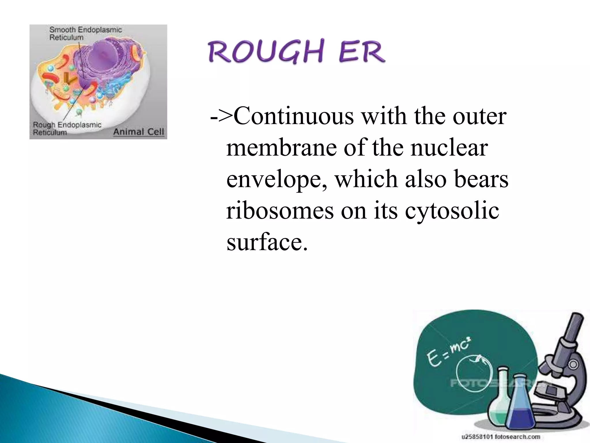 ->Continuous with the outer 
membrane of the nuclear 
envelope, which also bears 
ribosomes on its cytosolic 
surface. 
 