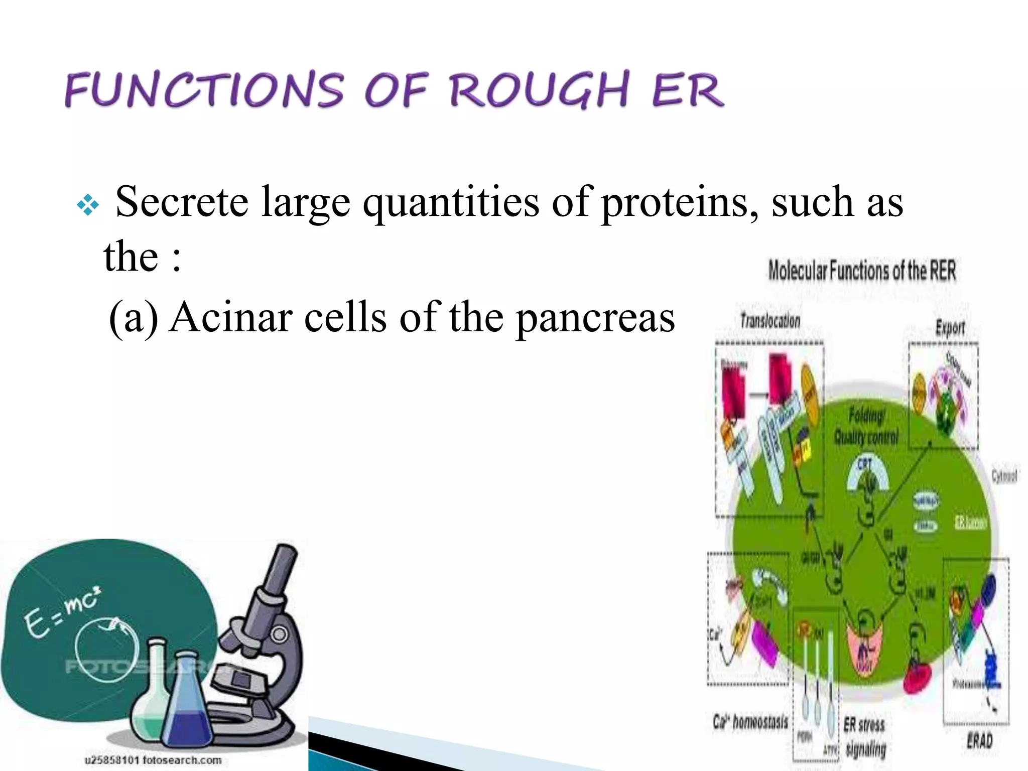  Secrete large quantities of proteins, such as 
the : 
(a) Acinar cells of the pancreas 
 