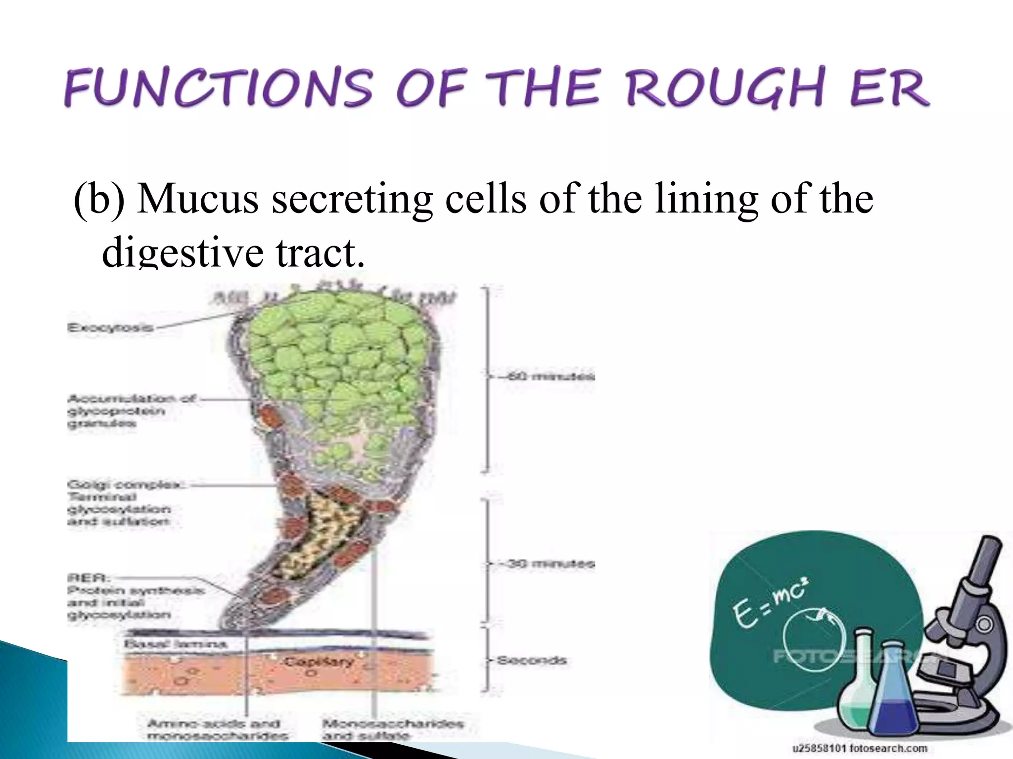 (b) Mucus secreting cells of the lining of the 
digestive tract. 
 
