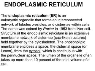 ENDOPLASMIC RETICULUM
The endoplasmic reticulum (ER) is an 
eukaryotic organelle that forms an interconnected 
network of tubules ,vesicles, and cisternae within cells 
The name was coined by Porter in 1953 from liver cell.  
Structure of the endoplasmic reticulum is an extensive 
membrane network of cisternae (sac-like structures) 
held together by the cytoskeleton. The phospholipid 
membrane encloses a space, the cisternal space (or 
lumen), from the cytosol, which is continuous with 
the perinuclear space. The lumen of the organelle often 
takes up more than 10 percent of the total volume of a 
cell.   
 