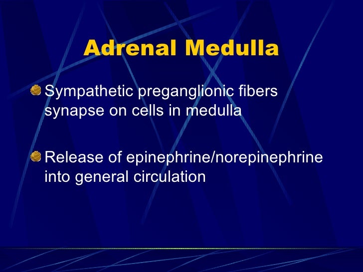 The Endocrine System