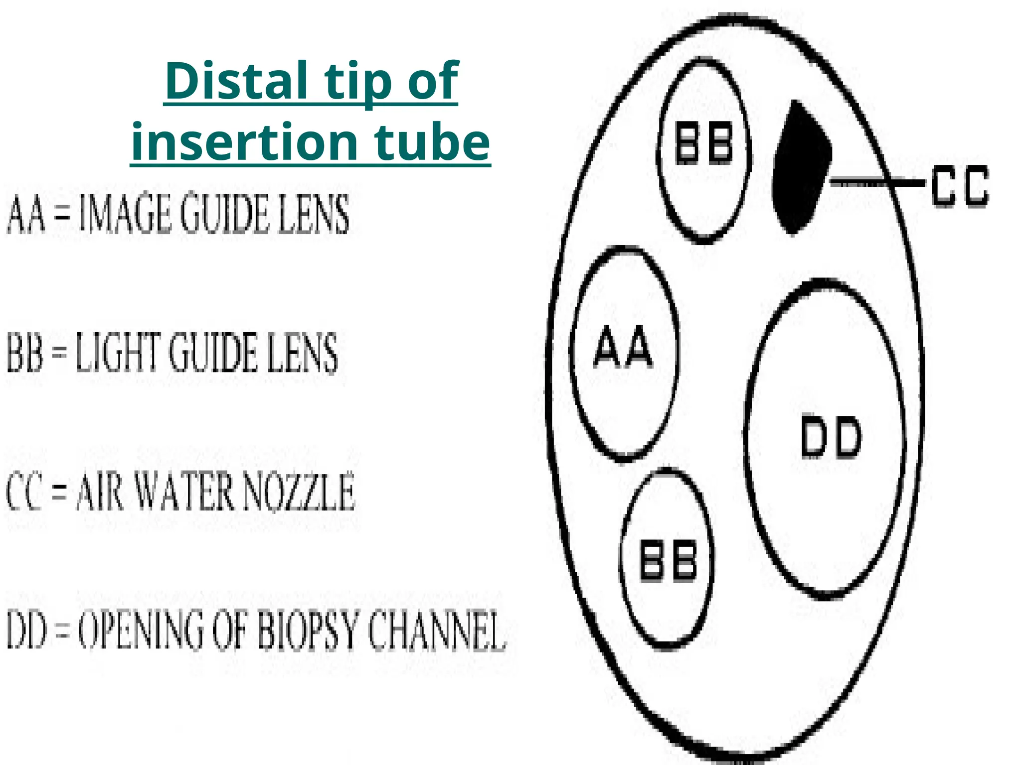 Distal tip of
insertion tube
 