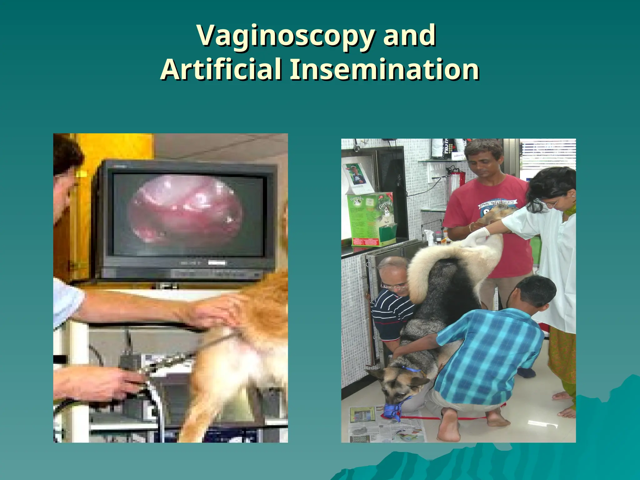 Vaginoscopy and
Vaginoscopy and
Artificial Insemination
Artificial Insemination
 