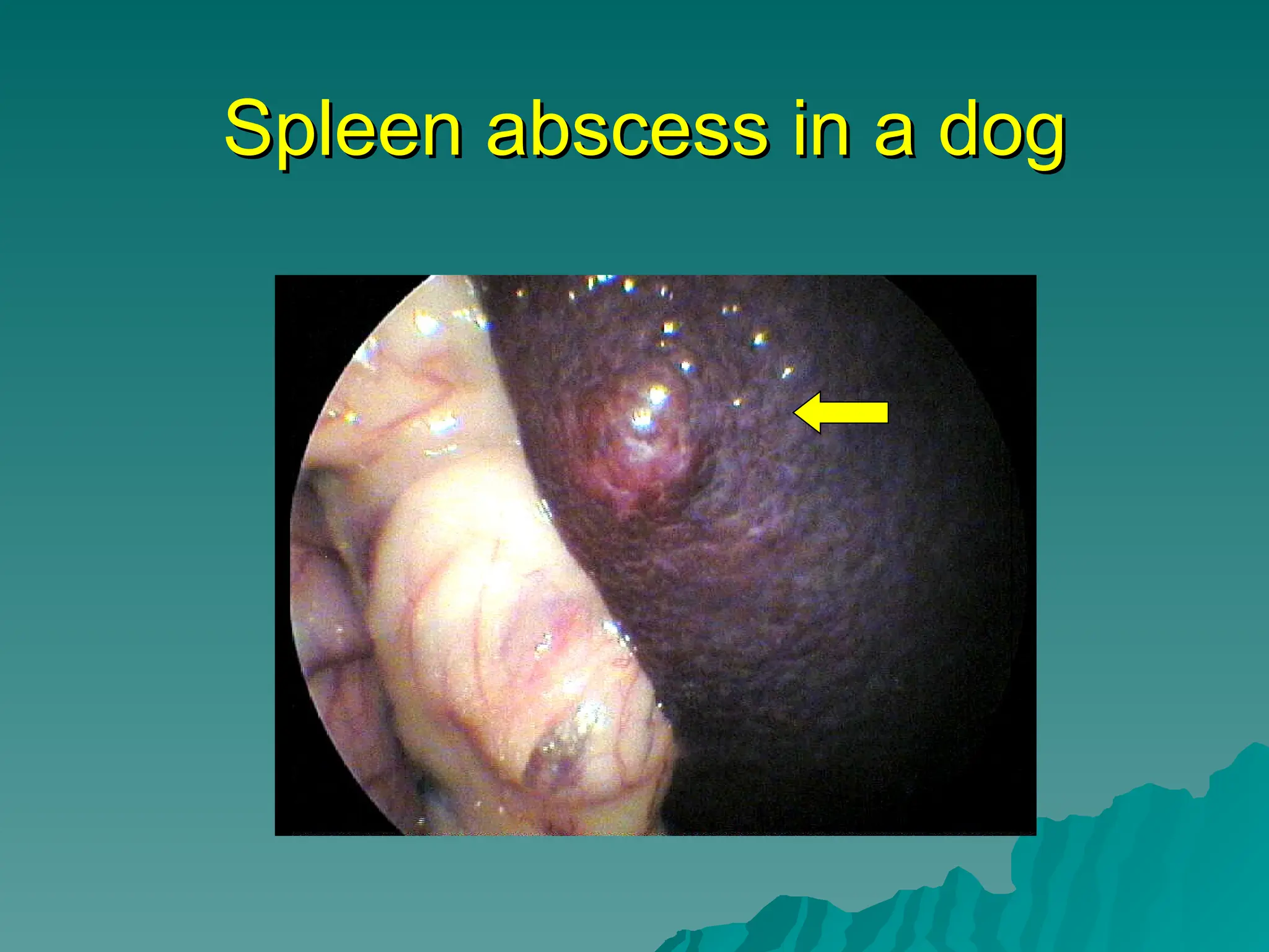 Spleen abscess in a dog
Spleen abscess in a dog
 
