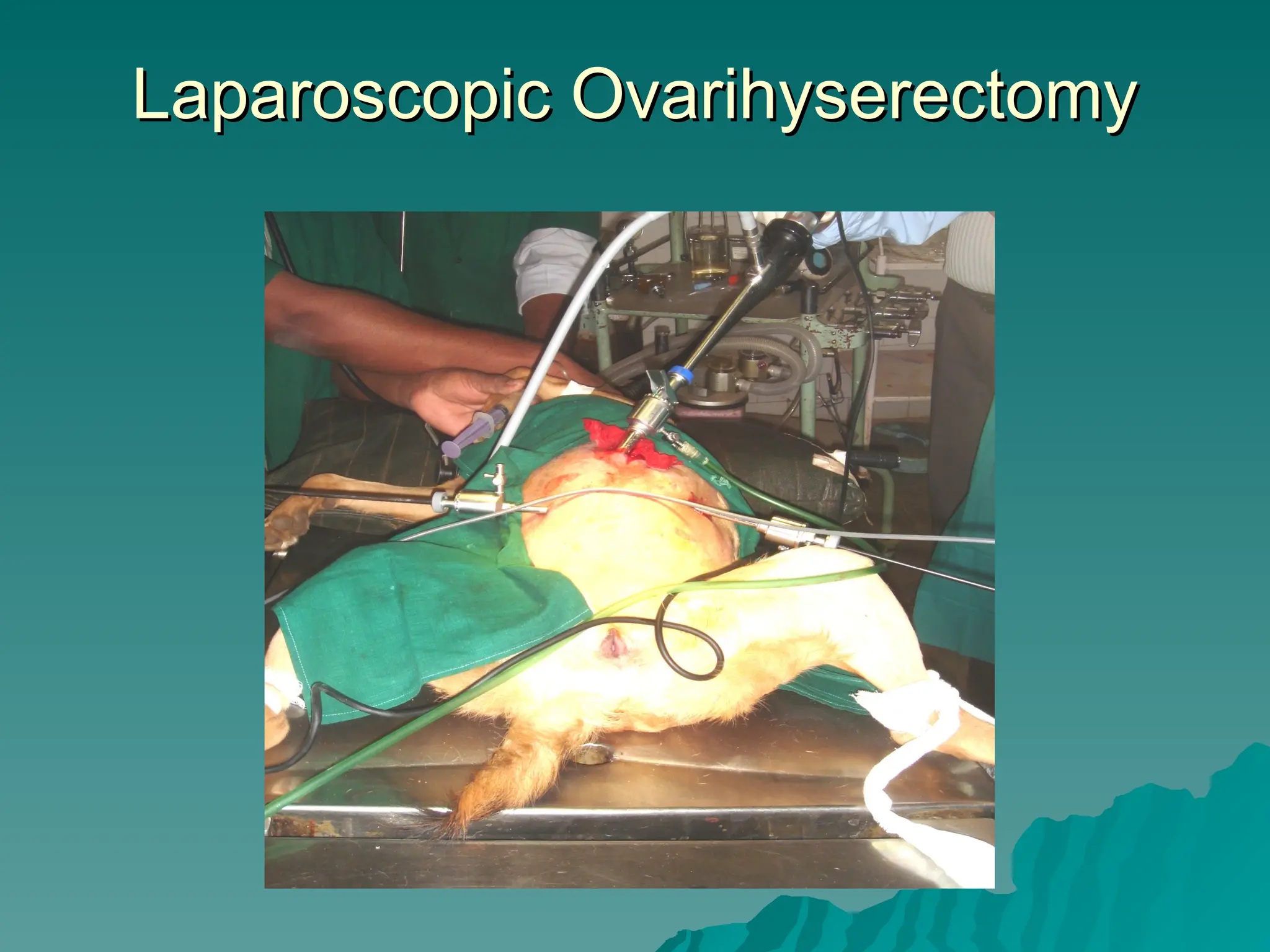 Laparoscopic Ovarihyserectomy
Laparoscopic Ovarihyserectomy
 