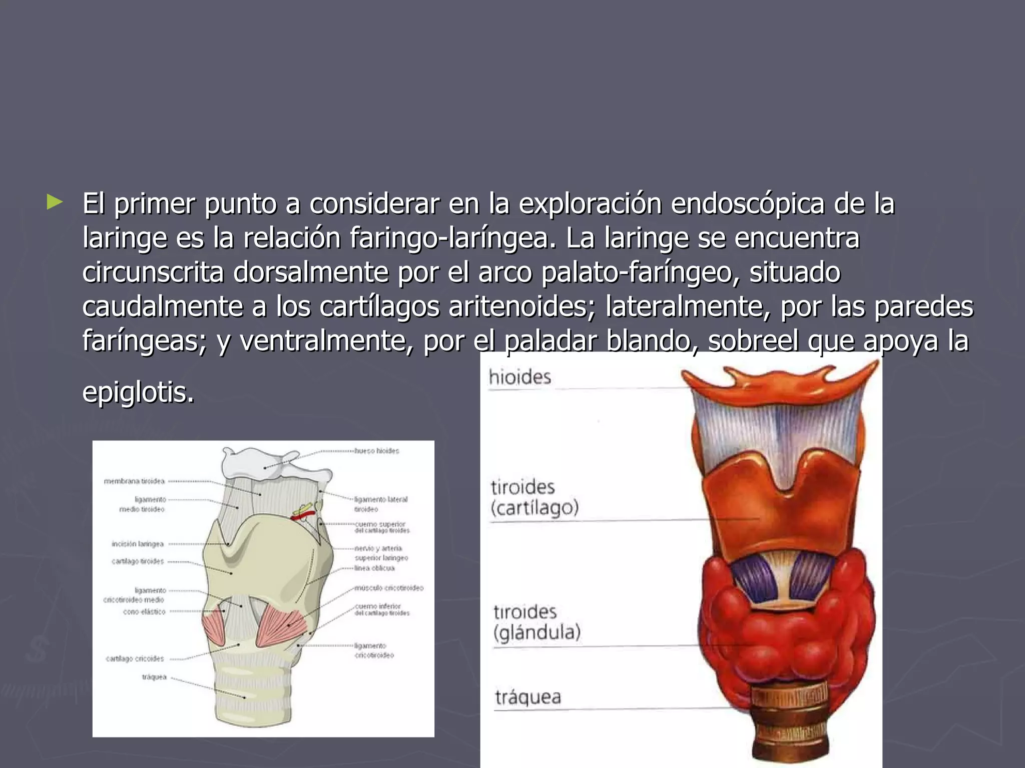 El primer punto a considerar en la exploración endoscópica de la laringe es la relación faringo-laríngea. La laringe se encuentra circunscrita dorsalmente por el arco palato-faríngeo, situado caudalmente a los cartílagos aritenoides; lateralmente, por las paredes faríngeas; y ventralmente, por el paladar blando, sobreel que apoya la epiglotis.   