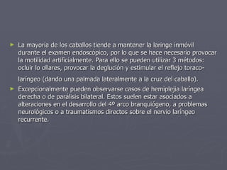 La mayoría de los caballos tiende a mantener la laringe inmóvil durante el examen endoscópico, por lo que se hace necesario provocar la motilidad artificialmente. Para ello se pueden utilizar 3 métodos: ocluir lo ollares, provocar la deglución y estimular el reflejo toraco-laríngeo (dando una palmada lateralmente a la cruz del caballo).   Excepcionalmente pueden observarse casos de hemiplejia laríngea derecha o de parálisis bilateral. Estos suelen estar asociados a alteraciones en el desarrollo del 4º arco branquiógeno, a problemas neurológicos o a traumatismos directos sobre el nervio laríngeo recurrente.  