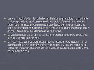 Las vías respiratorias del caballo también pueden explorarse mediante endoscopia mientras el animal realiza ejercicio físico en una cinta o tapiz rodante. Este procedimiento diagnóstico permite detectar una serie de alteraciones funcionales que tan sólo se manifiestan cuando el animal incrementa sus demandas ventilatorias.  La videoendoscopia dinámica se usa preferentemente para evaluar la laringe y la relación faringo- laríngea. Esta técnica diagnóstica resulta esencial para determinar la significación de neuropatías laríngeas Grados II y III, así como para valorar la importancia clínica de los procesos de desplazamiento dorsal del paladar blando.  