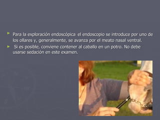 Para la exploración endoscópica   el endoscopio se introduce por uno de los ollares y, generalmente, se avanza por el meato nasal ventral.  Si es posible, conviene contener al caballo en un potro. No debe usarse sedación en este examen.  