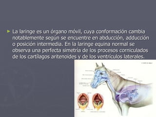 La laringe es un órgano móvil, cuya conformación cambia notablemente según se encuentre en abducción, adducción o posición intermedia. En la laringe equina normal se observa una perfecta simetría de los procesos corniculados de los cartílagos aritenoides y de los ventrículos laterales. 