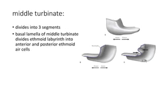 Endoscopic anatomy of ethmoid bone | PDF