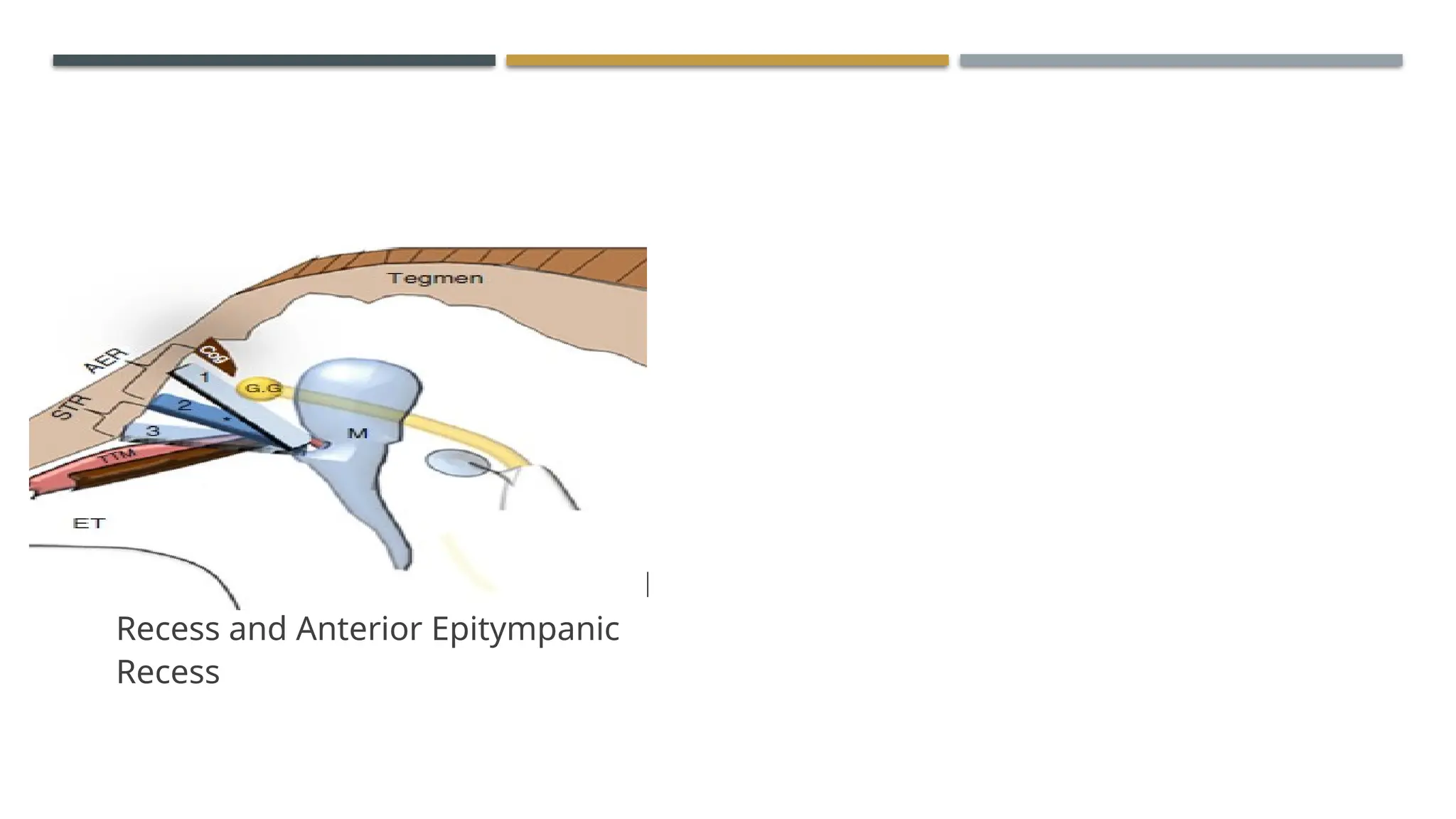 ENDOSCOPIC ANATOMY OF MIDDLE EAR CLEFT AND MUCOSAL FOLDS.pptx