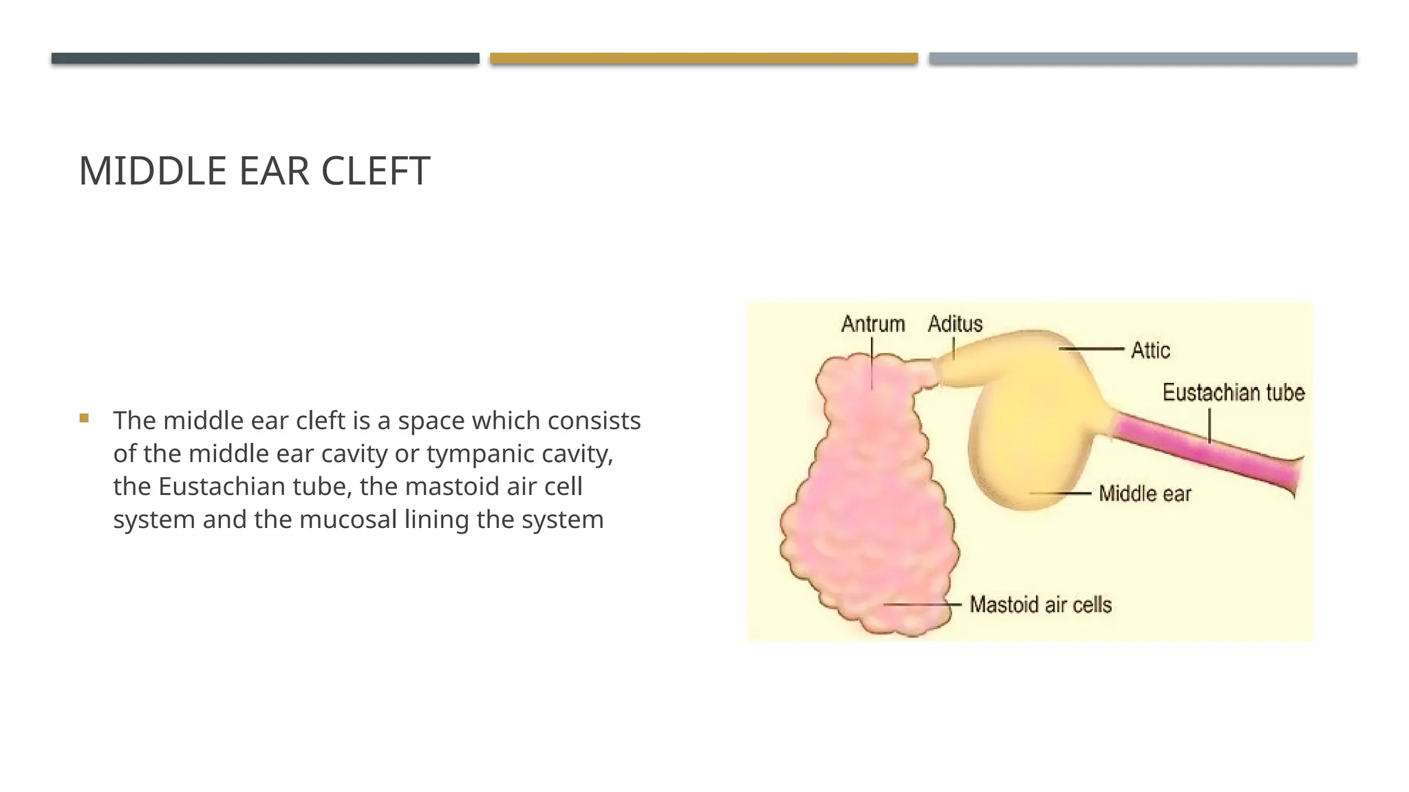ENDOSCOPIC ANATOMY OF MIDDLE EAR CLEFT AND MUCOSAL FOLDS.pptx